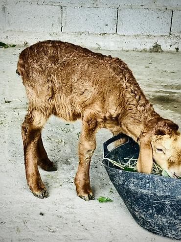 Продам с/х животных: Продаю | Козлёнок | Для разведения — 2