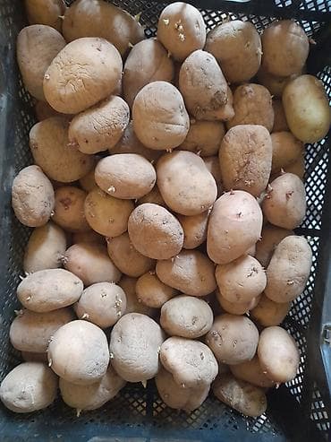 красная картошка: Семенной картофель в решетчатых ящиках.

ҮРӨӨНГӨ БЕРЕБИЗ 1 МЕШОК — 1