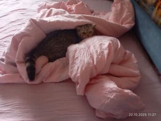 британская короткошёрстная кошка сколько стоит: Британская короткошёрстная, 1 месяц, Девочка, Голубой — 6