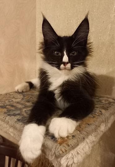 ищу котят: Два крупных 3-месячных котёнка породы мейн-кун готовы к переезду! — 1