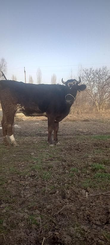 Аквариумы: Продаю | Тёлка, Музоо, торпок | Швицкая | Для разведения, Для молока — 2