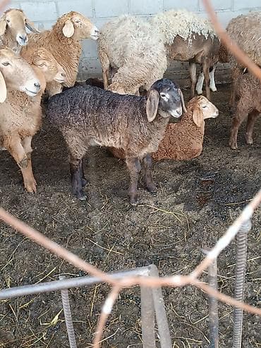 кажы сай: Сатам | Ургаачы кой (ургаачы) — 3