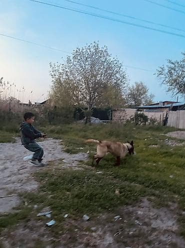 алабай собаки: Порода: бельгийская овчарка (малинуа) Описание: - Энергичная — 6