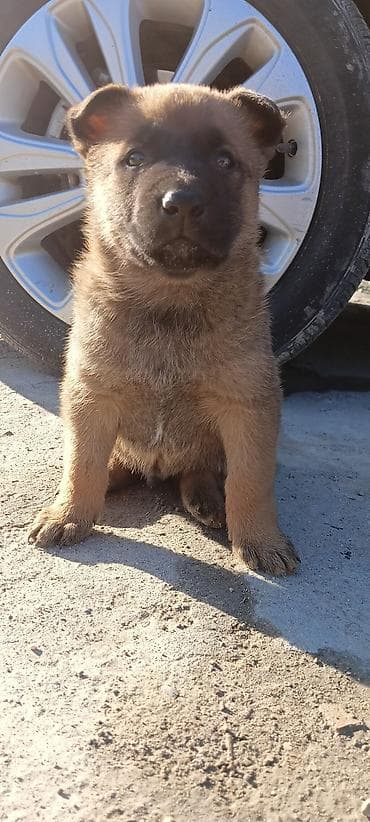 усыпить собаку бишкек: Овчарка, 1 месяц, Самец — 1