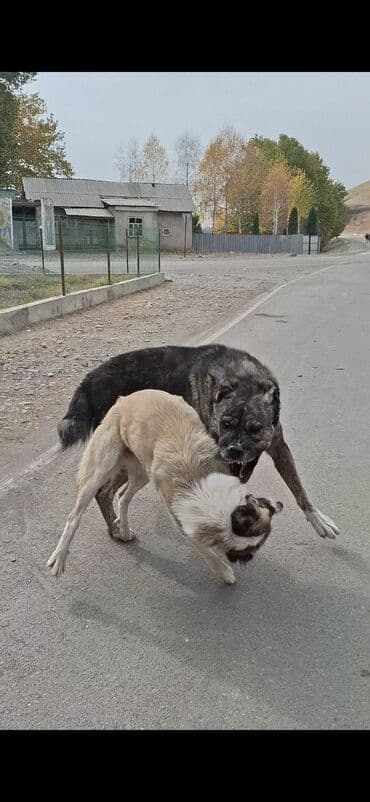 купить собаку доберман: Пастушья/стороживая собака крупного формата (кыргыз добот/старотипная — 16