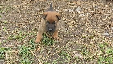 продажа собак бишкек: Бельгийская овчарка, 1 месяц, Самец — 7