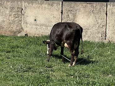 апарат дойка: Продаю | Корова (самка) | Голштин | Для молока | Привязанные — 3