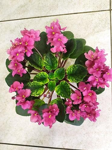 глоксиния: Продаются детки стандартных,миниатюрных и трейлерных фиалок. Детки — 1