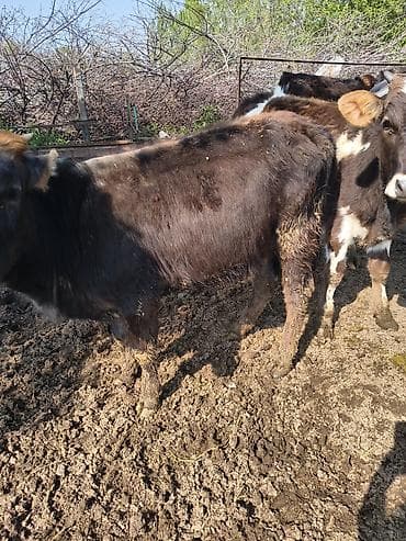 жан жаныбарлар: Сатам | Кунаажын | Аргын | Бордоп семиртүү үчүн — 5