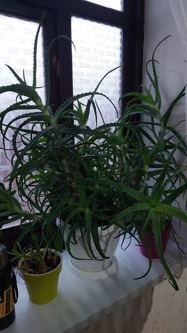 купить гибискус: Алоэ (вероятно, алоэ аристата/смесь алоэ) в горшке. - Крупный куст с — 1