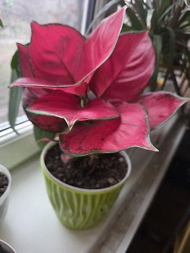 растения аквариумные: Аглаонема (декоративно-лиственное комнатное растение) - Сорт с — 1