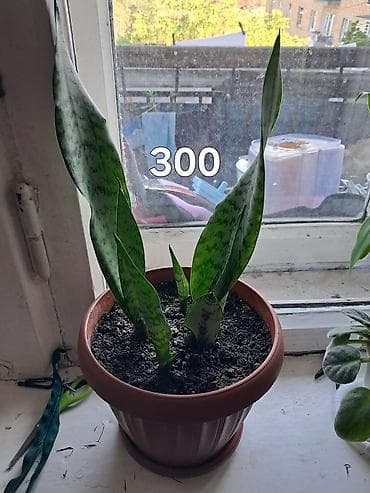 Сансевирия 300,эухарис 300,монстера 150,традесканция 150 — 8