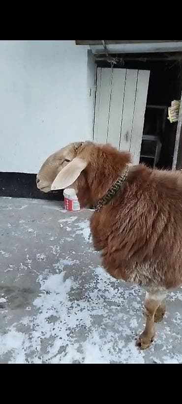 арашанские овцы: Продаю | Баран (самец) | Арашан | Для разведения | Племенные — 1