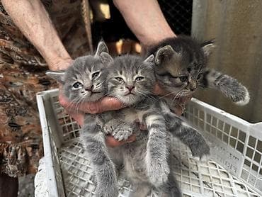 Мышыктар сатылат: Котята серого окраса - Помёт из трёх пушистых котят: два — 1