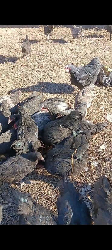 Рыбы: Продаю | Куры — 6