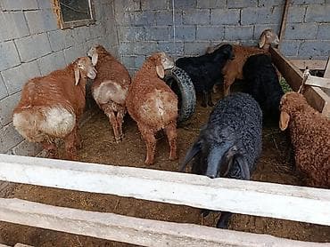 купить барана: Продаю | Ягненок | Арашан — 3