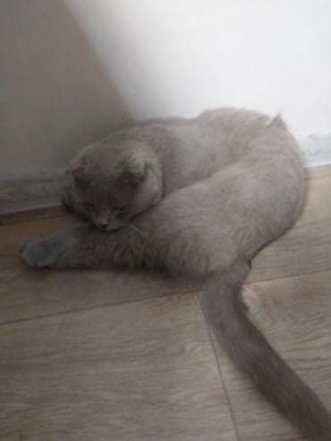 Скотиш Фолд (Шотландская вислоухая), 1 год, Мальчик, Голубой, Приучена к лотку