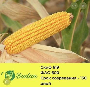 тыква японка: Кукуруза Budan «Скиф 619» - Группа спелости: ФАО 600 - Срок — 1