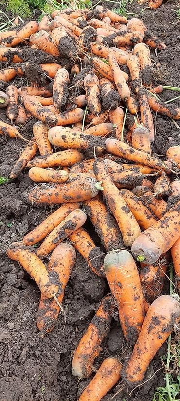 продаю растительное масло: Продам морковь 35тон — 1