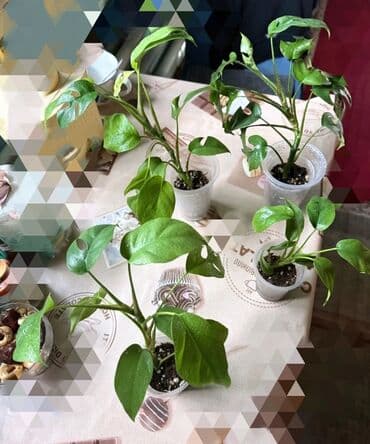 саженцы банана: Монстера минима от 200 сом за штуку) корзинка без растений 300 сом — 6