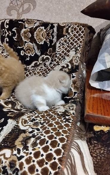 Отдам даром кошку: Кошка даром: Британская короткошёрстная, 2 месяца, Мальчик — 3