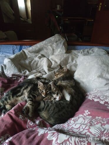 1 мальчик 2 котенка оригинал: Котята от домашней кошки - Порода: беспородные (домашние), окрас — 4