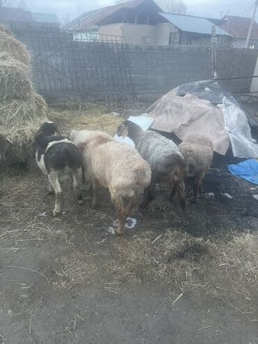Собаки: Продаю | Овца (самка) | Для разведения — 2
