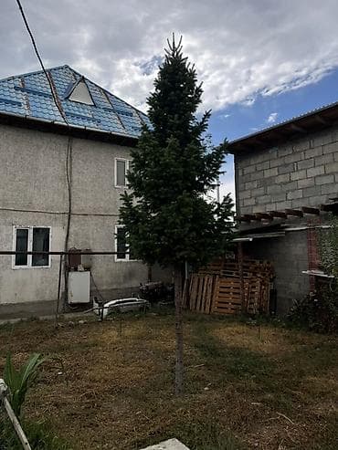 Ель (живое дерево) для участка/ландшафта - Порода: декоративная ель с lalafo.kg да Ель (живое дерево) для участка/ландшафта - Порода: декоративная ель с