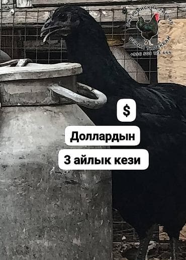 сколько стоит питбуль: Джерсийский гигант жумурткага жана жөжөлөргө заказ алабыз — 2