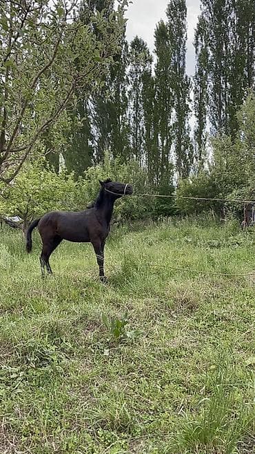 кунаи: Продаю | Жеребец — 6