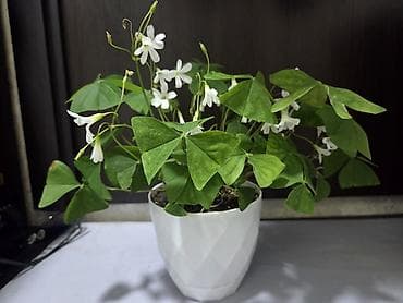 Декабристы (Schlumbergera) в горшках. - Окраска цветков: белая (на at lalafo.kg Декабристы (Schlumbergera) в горшках. - Окраска цветков: белая (на