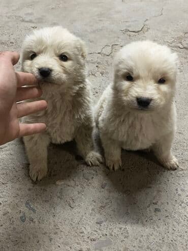 Вязка собак: Алабай, 1 месяц, Самец — 1