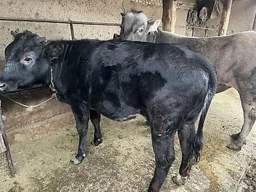 парода тай: Продаю | Бык (самец), Тёлка | Бельгийская | На откорм | Привязанные — 3