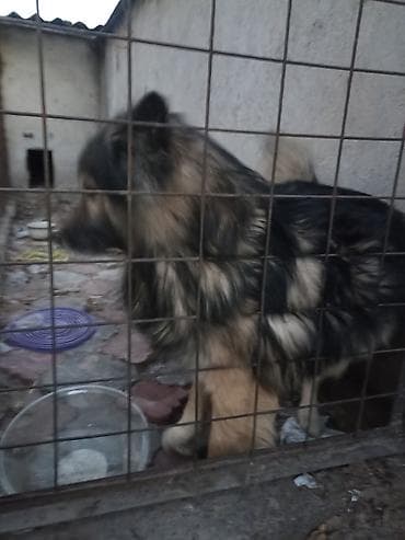 продаю щенков немецкой овчарки: Продаю собаку возраст 3 года торг есть . Крупная доброе длинношерстный — 6