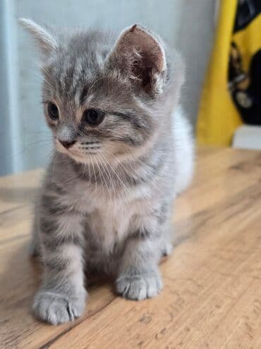 бодоно птица: Продаются котята шотланской породы — 6