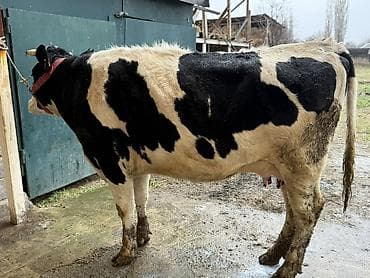 сүт багытындагы уй: Сатам | Уй (ургаачы) | Аргын | Сүт алуу үчүн — 1