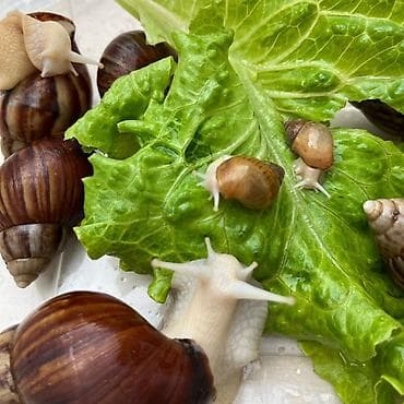 личинка карпа толстолоба амура: Город Ош Ахатины (гигантские африканские улитки) 300 сом за пару — 1