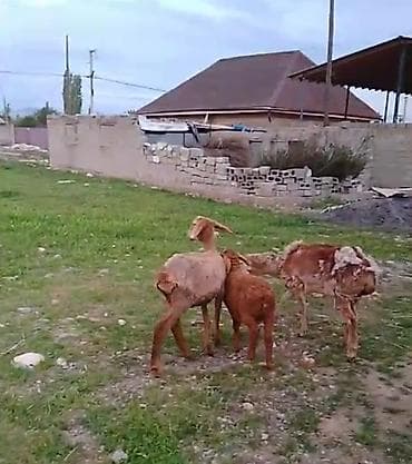 тай бишкек: Сатам | Ургаачы кой (ургаачы) | Көбөйтүү үчүн | Ургаачы — 1