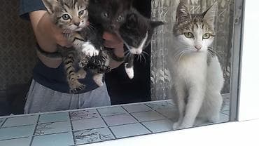 Котята от домашней кошки Описание: - Помёт из трёх котят: тигровый