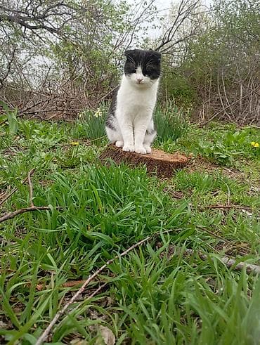 мини хайленд купить: Шотландский вислоухие вязка — 3