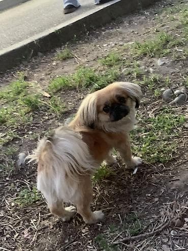 тайские сиамские кошки: Эркек керек качырганы — 1