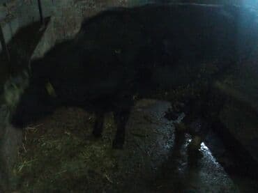 корову: Продаю | Бык (самец) | Швицкая | На откорм — 7