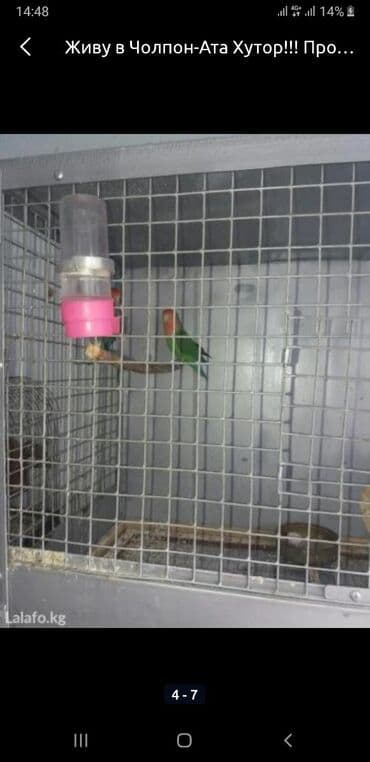 дома на продажу в бишкеке: Чолпон-Ата Хутор! Продаю волнистых попугаев, корм — 2