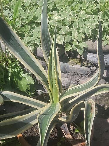 повторяющий кактус: Агава декоративная (несколько экземпляров) - Виды/формы — 4