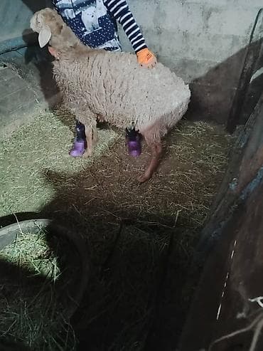 хай лай соня: Кочкор на откорм 1 год 29 т — 2