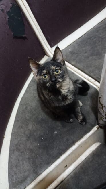 новорожденные котята: Отдаем в добрые руки котят🙏 черная, рыжая и серая -это девочки — 5