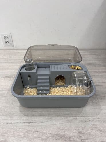 Грызуны: Две очаровательные Джунгарские девочки🎀, возраст 3 месяцев, ищут новый — 4