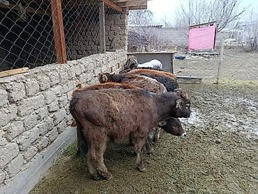 каровы: Продаю | Бык (самец), Музоо, торпок | Полукровка, Швицкая, Якутская | На откорм, На забой, Для разведения — 10