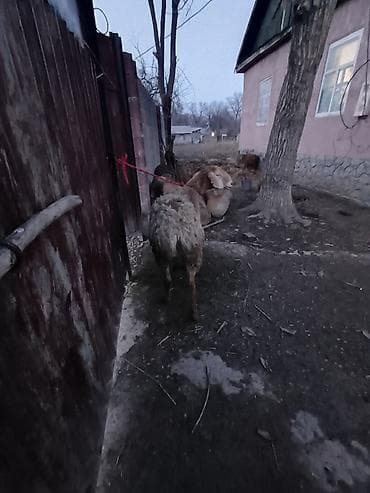 ара попугай: Продаю | Овца (самка) | Полукровка, Арашан | Для разведения | Племенные, Ярка — 4