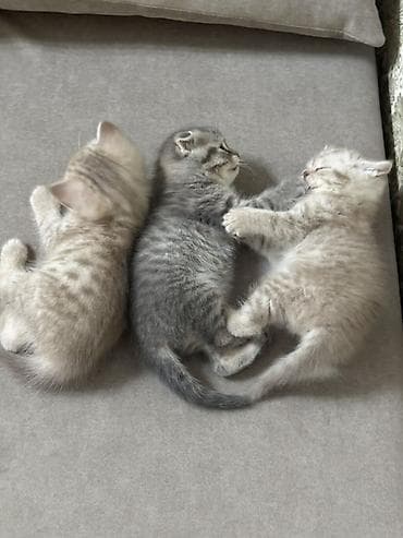 веслоухая кошка: Скотиш Фолд (Шотландская вислоухая), 1 месяц, Девочка, Серый, Приучена к лотку — 5